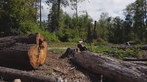 Professional Tree Removal and Landscaping Services in Davenport, WA